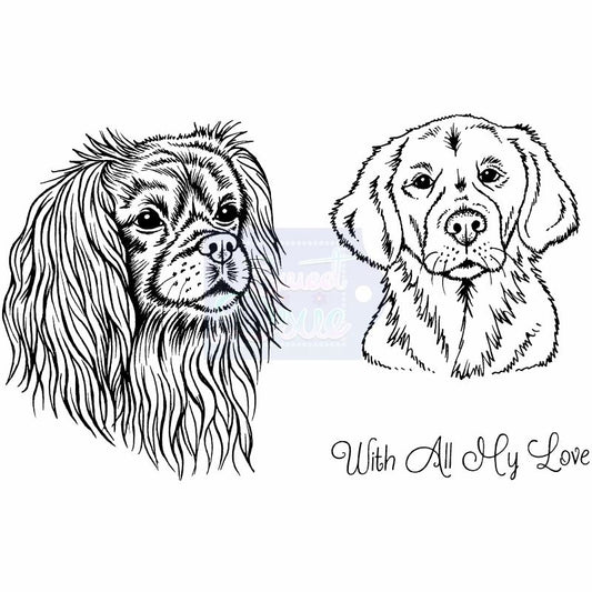 SD Cavalier King Charles Spaniel and Golden Retriever