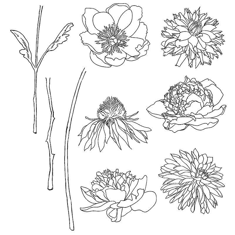 Tim Holtz - Flower Garden- Stamp