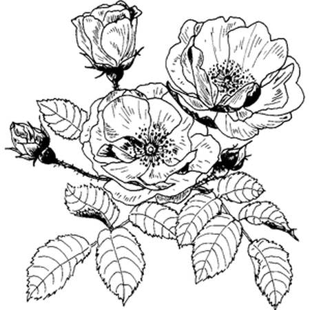 JS Wild Rose