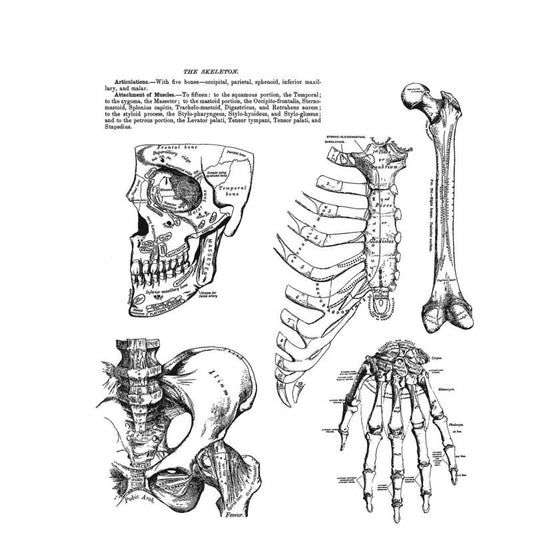 Tim Holtz - ANATOMY CHART