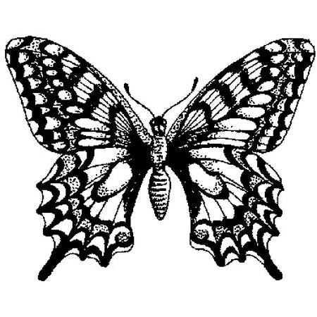 Swallowtail